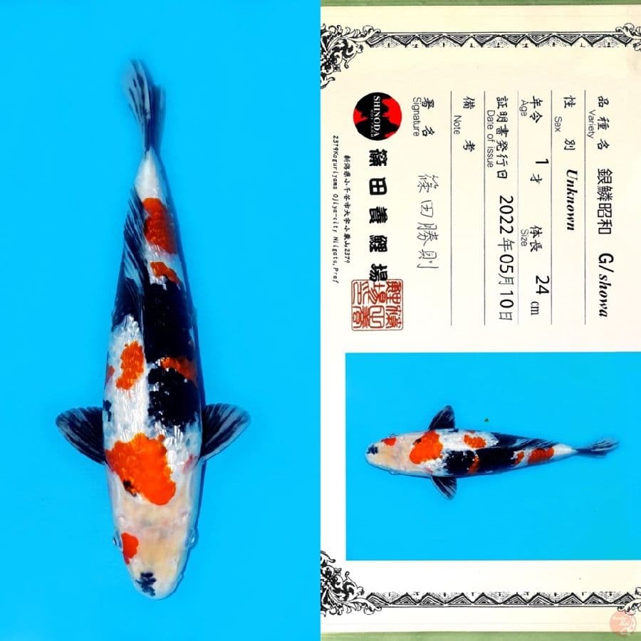 SHINODA SHOWA GINRIN HQ 32CM