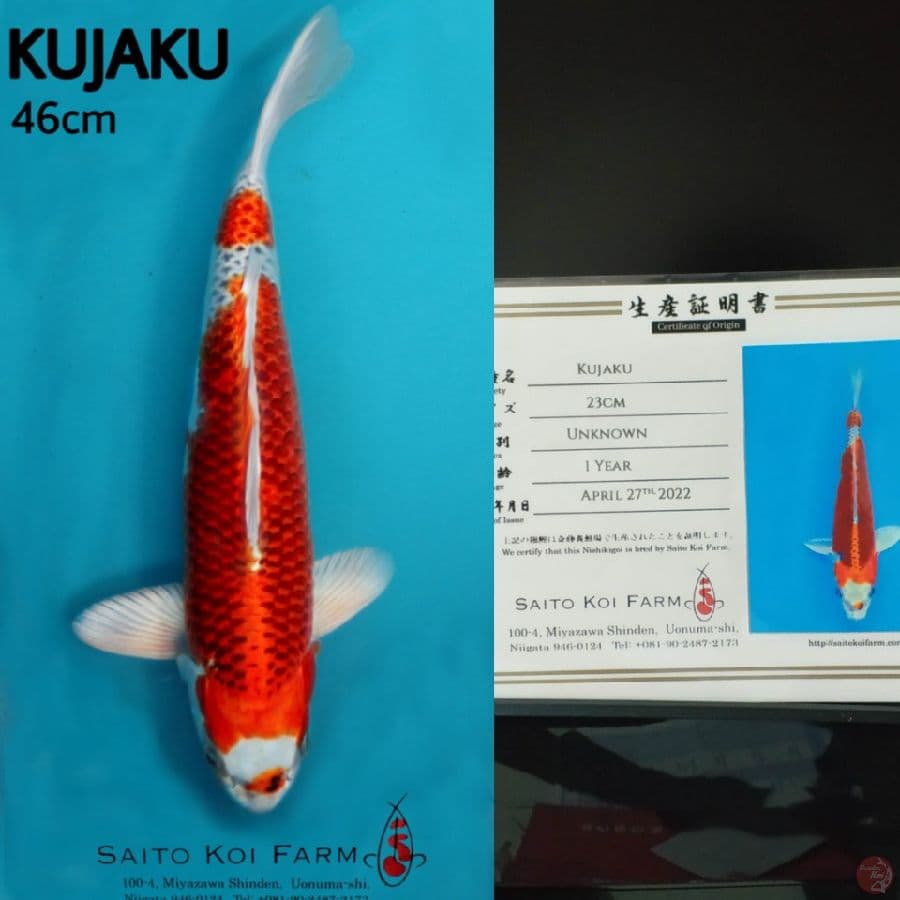 JUMBO KUJAKU SAITO