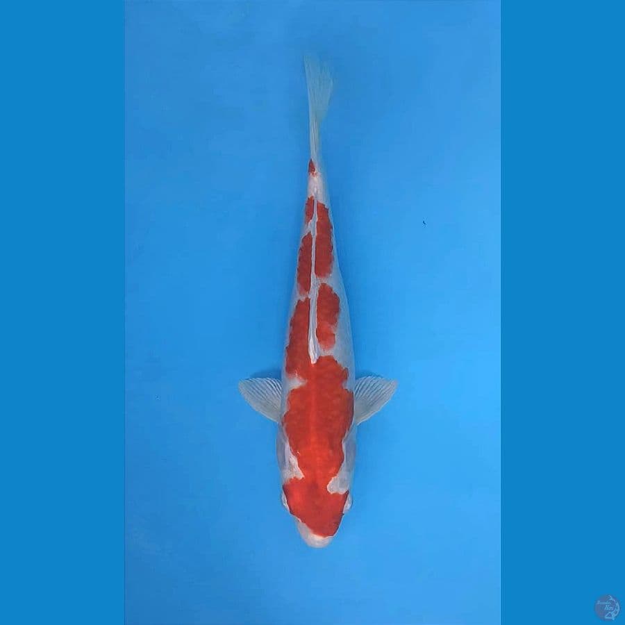 INAZUMA SAKURA OGON ( KOHAKU HIKARI ) 37CM