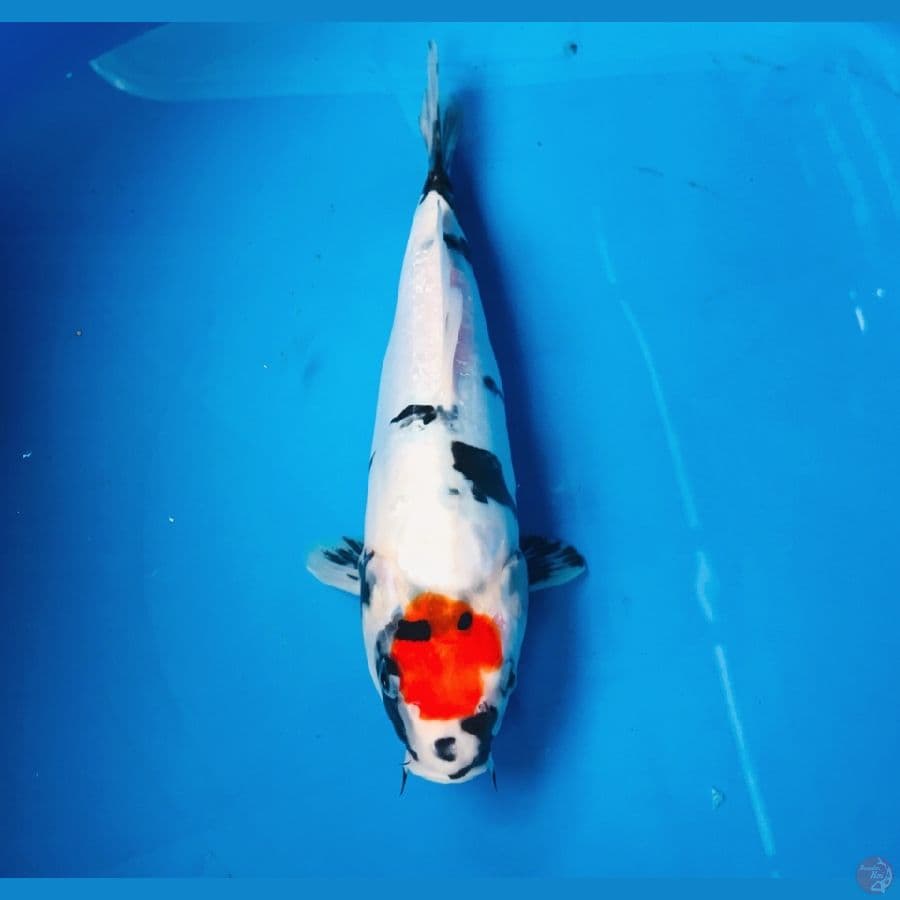 tancho showa doitsu 25cm