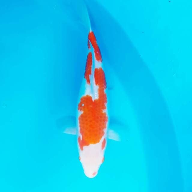 Kohaku