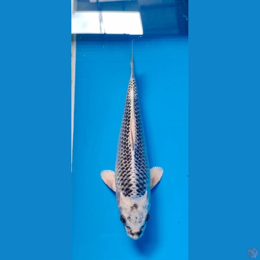 gin matsuba 27cm male
