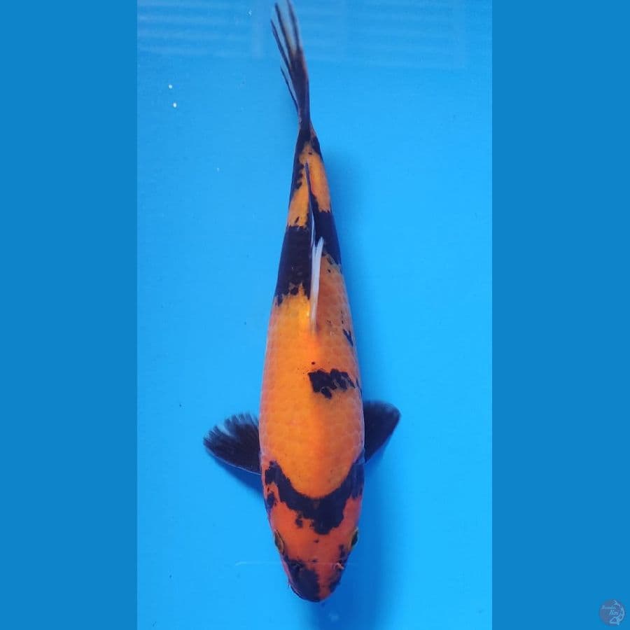 utsuri 21cm male