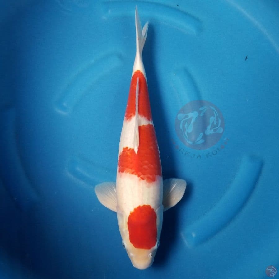KOHAKU 45 CM MALE
