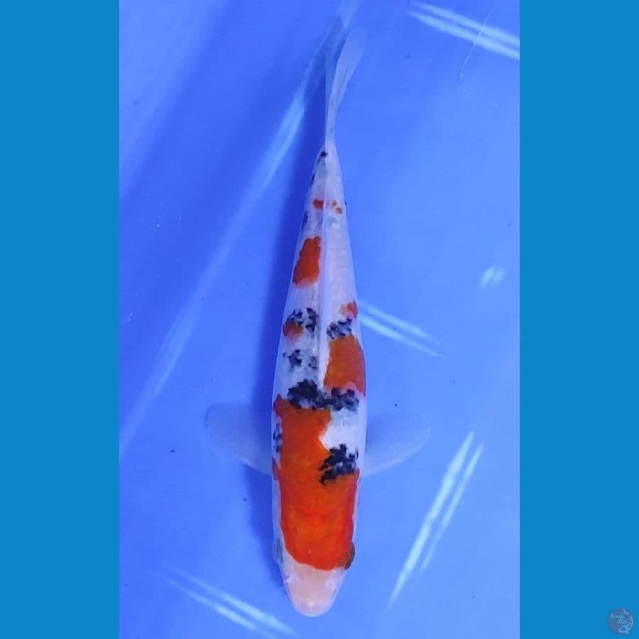 18CM~," SANKE TATEGOI