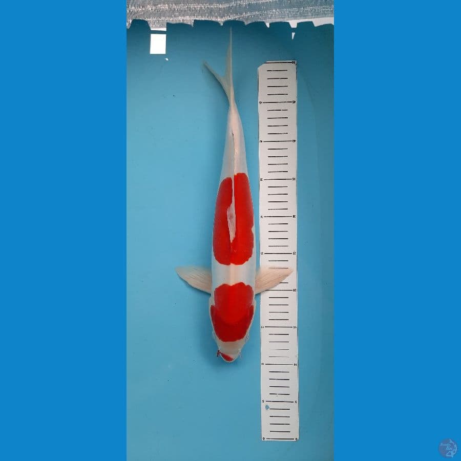 Doitsu Kohaku 40cm Merah Halus