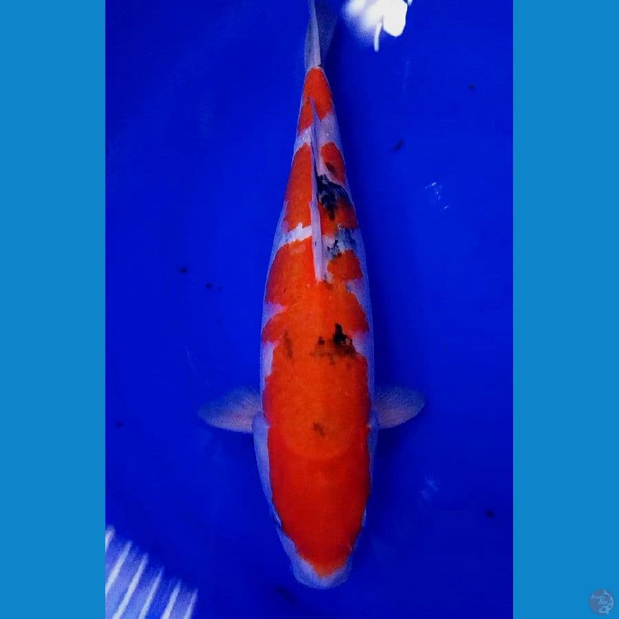 jumbo sanke f42 cm