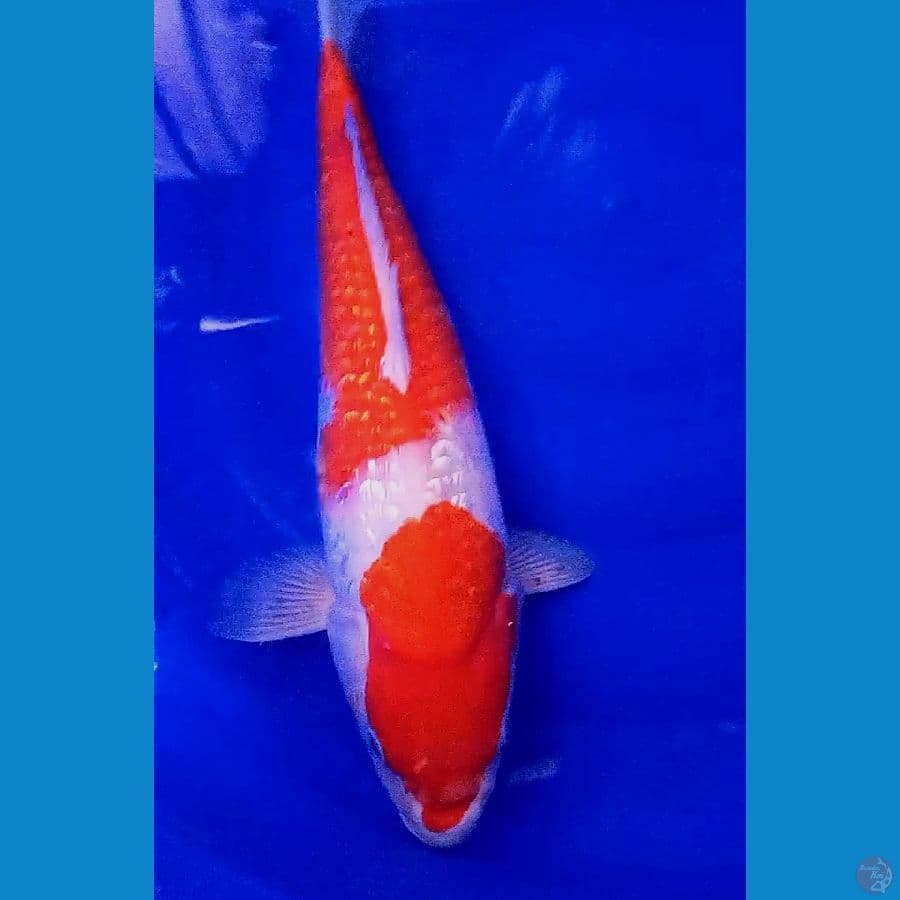 strong kohaku ginrin munuk f 45 cm