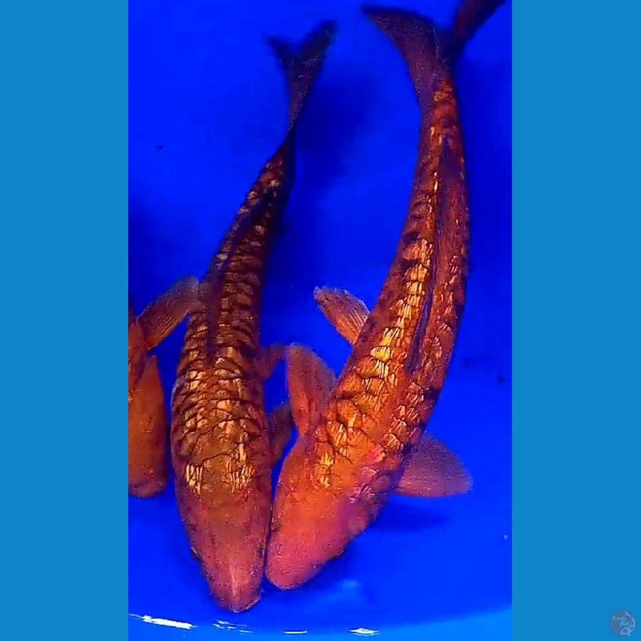 2 tembaga sisik naga ginrin 34-35 cm bonus satu minus mata 1