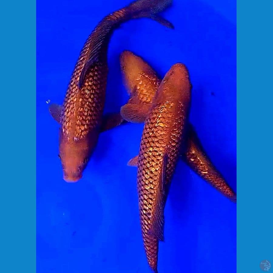 3 tembaga ginrin 36 cm
