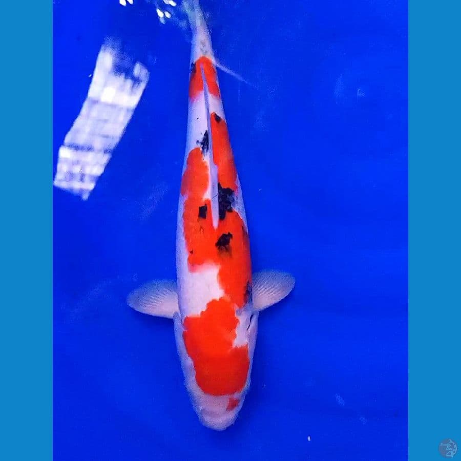sanke f40 bu/38 cm