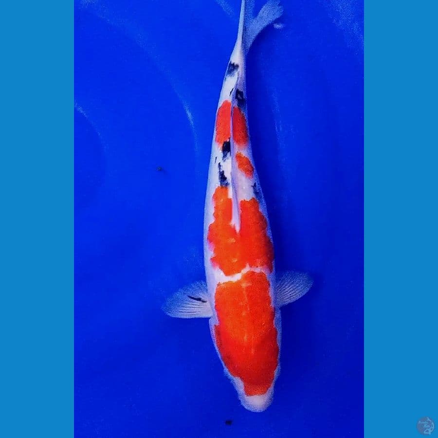 sanke f36 cm