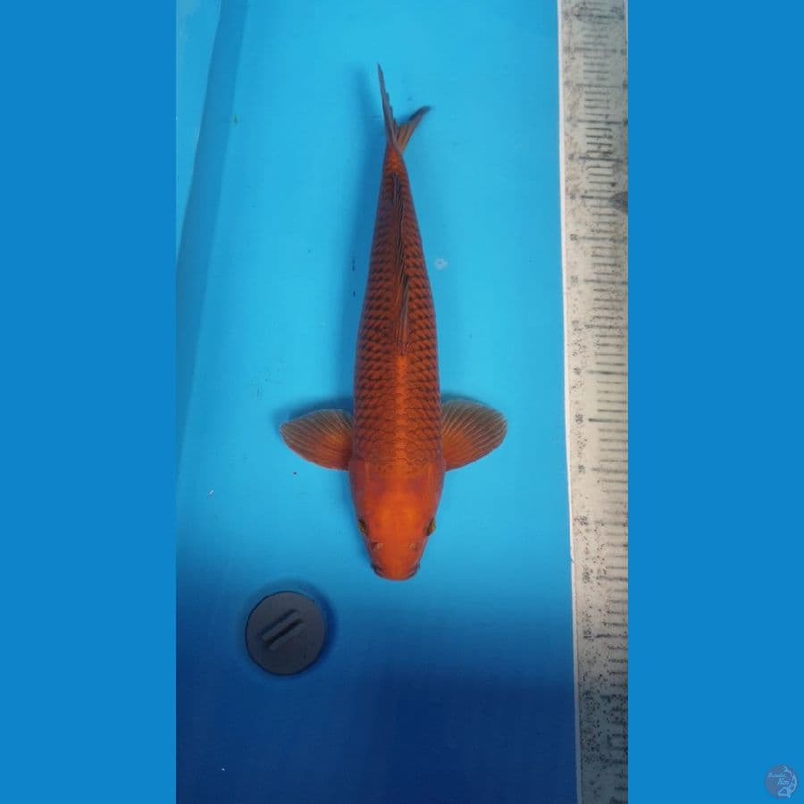CAGOI TEMBAGA MALE