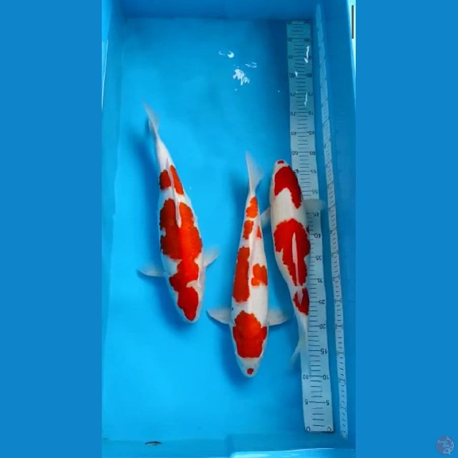 Kohaku jumbo