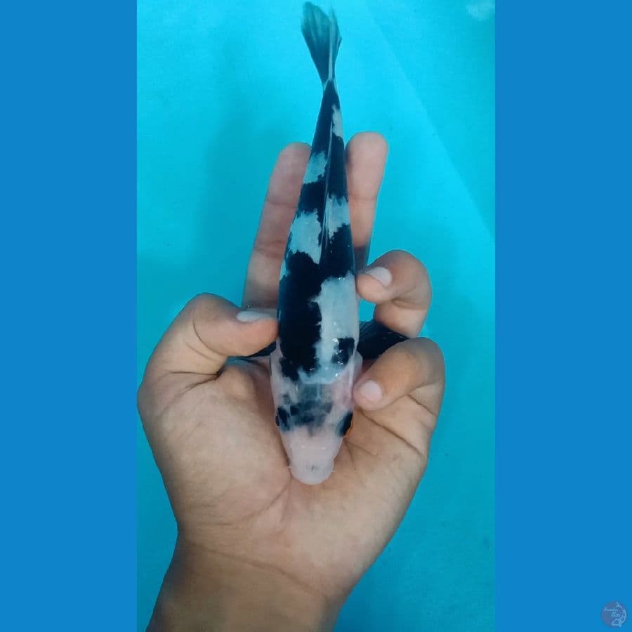 18cm