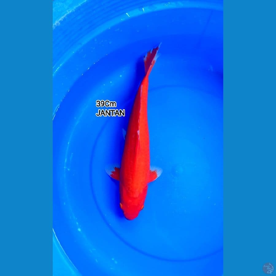 39Cm #AKA HAJIRO JANTAN