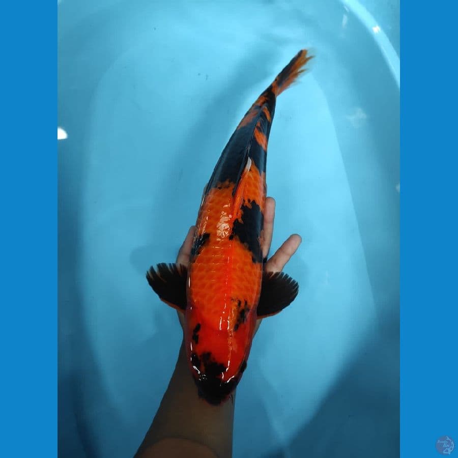 42 CM