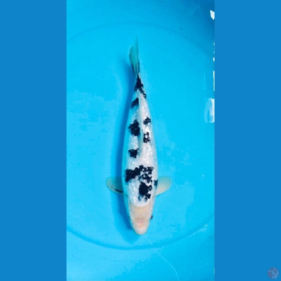 Bekko Ginrin