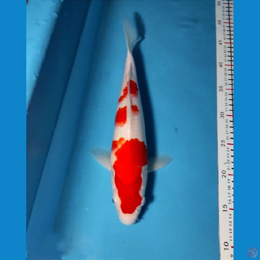 35cm