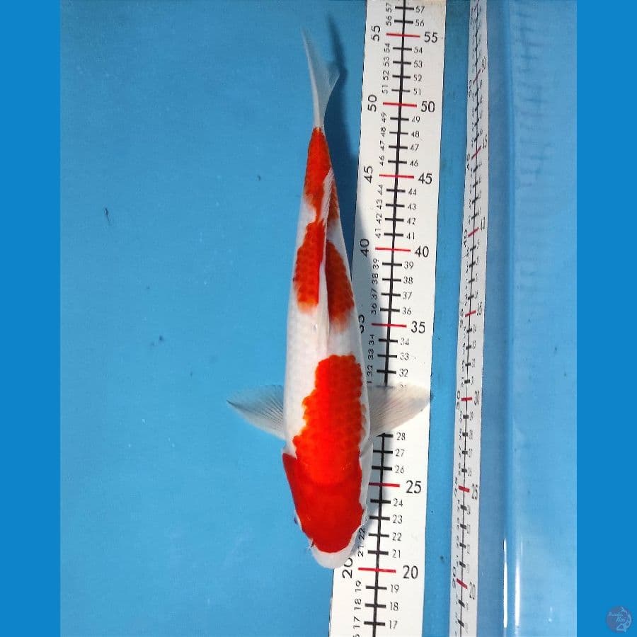 32cm