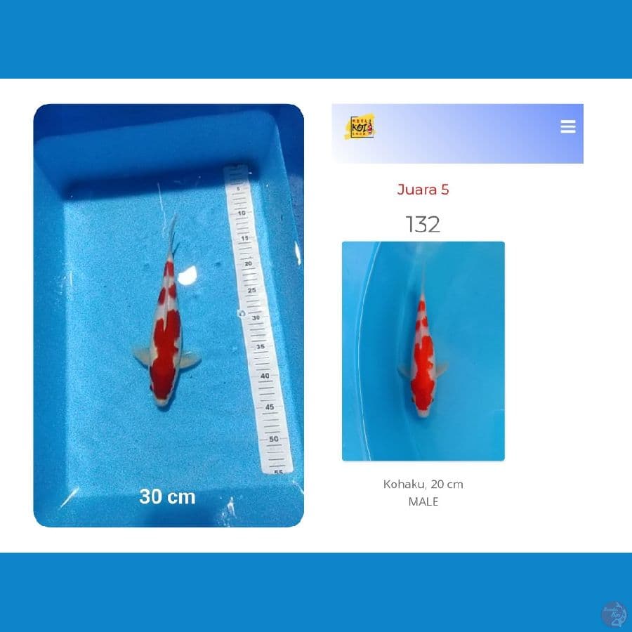 Kohaku SQ merah strong