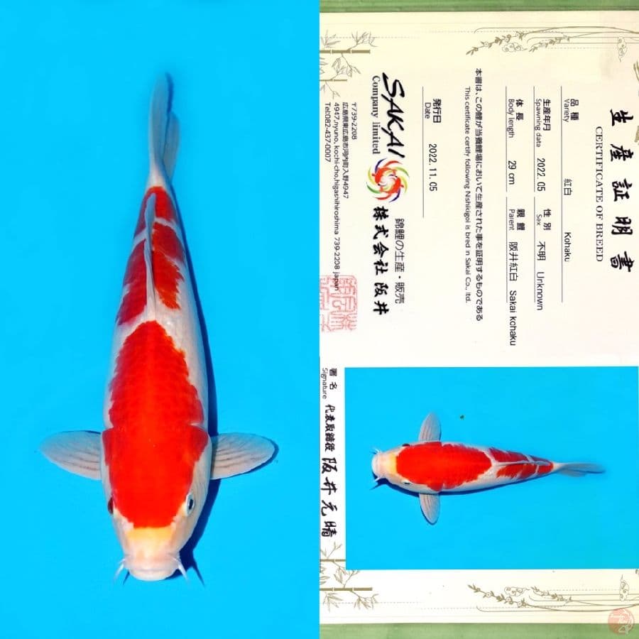 SAKAI KOHAKU HQ 37CM