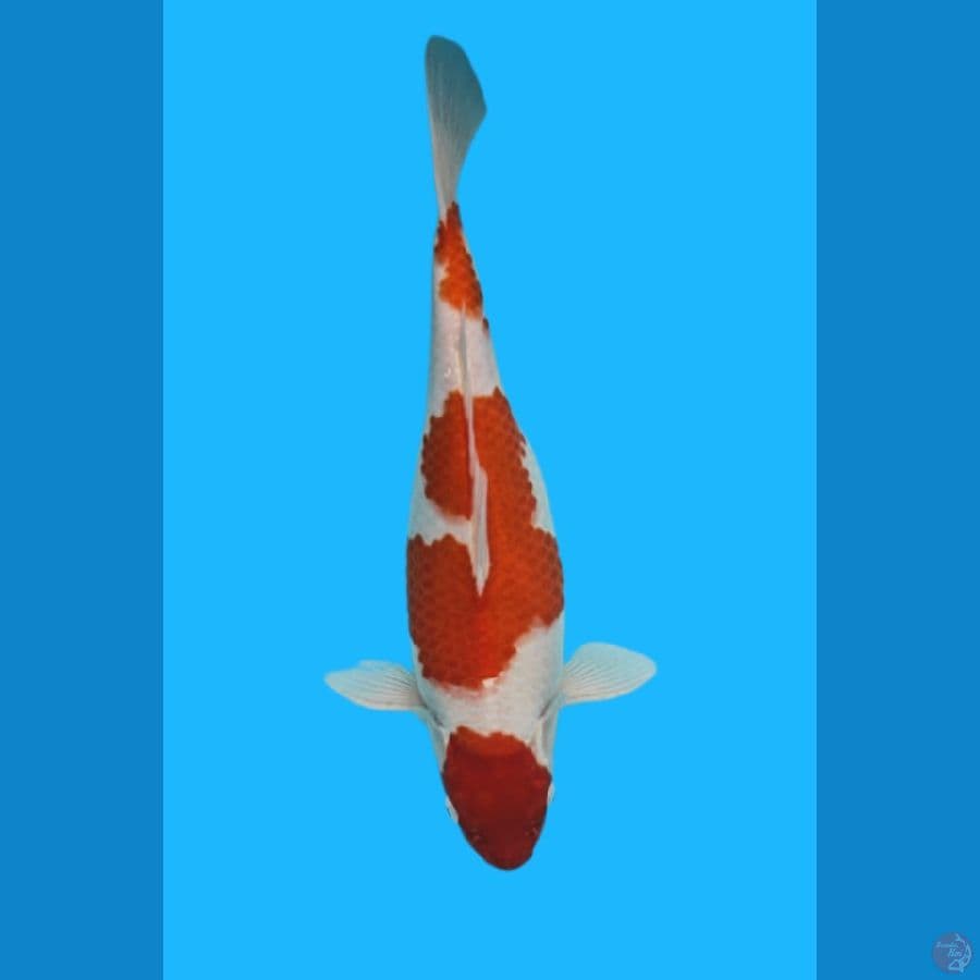 KOHAKU MARUTEN 40cm