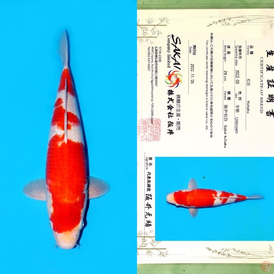 SAKAI KOHAKU HQ 37CM