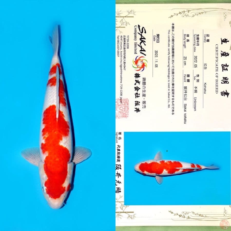 SAKAI KOHAKU HQ 33CM