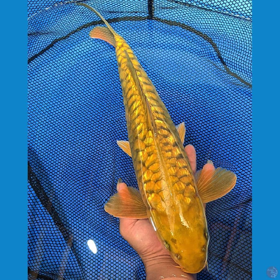 ARAGOKE MIDORI GINDRIN MALE 47CM
