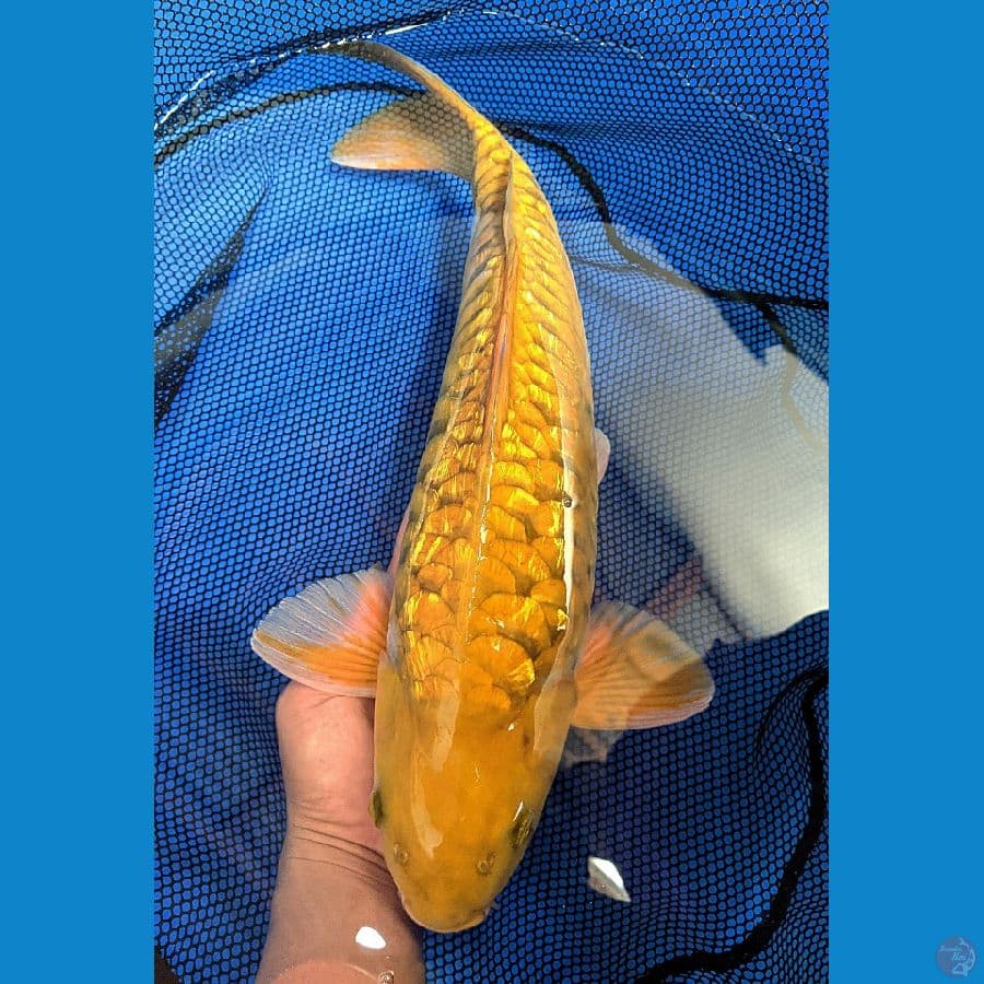 ARAGOKE MIDORI GINDRIN 53CM MALE