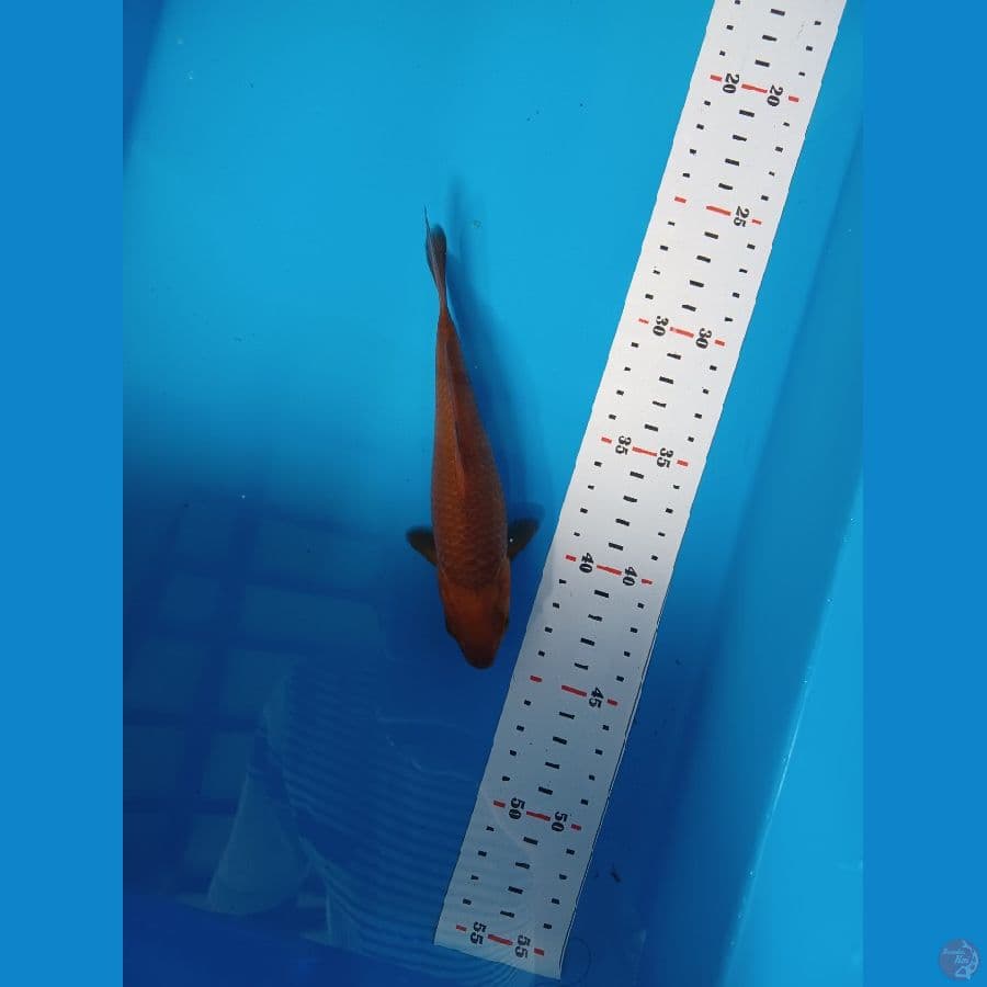 CHAGOI CARAMEL F1 marudo SQ