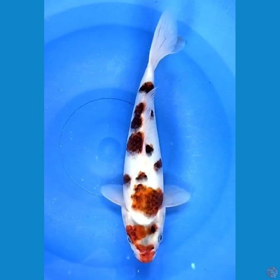 goromo 23 cm