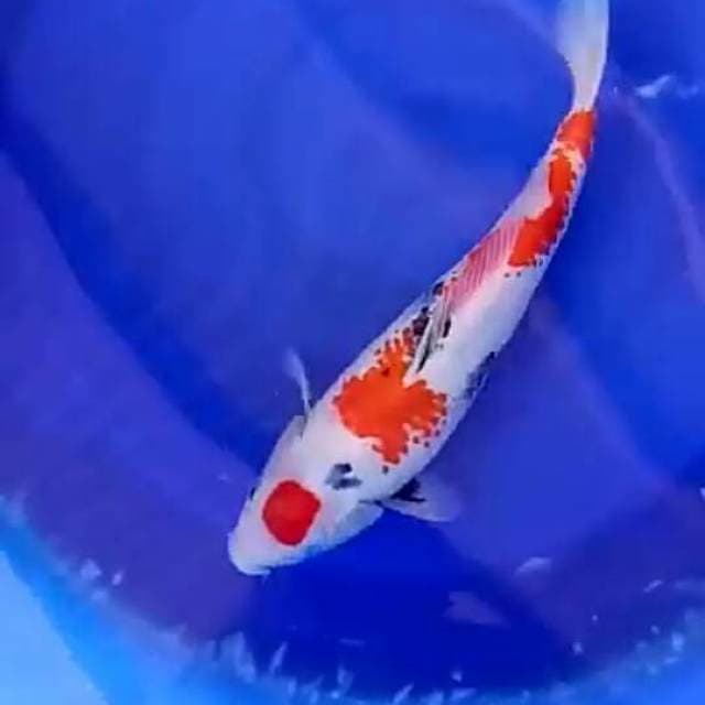 Tancho.showa.size.31cm