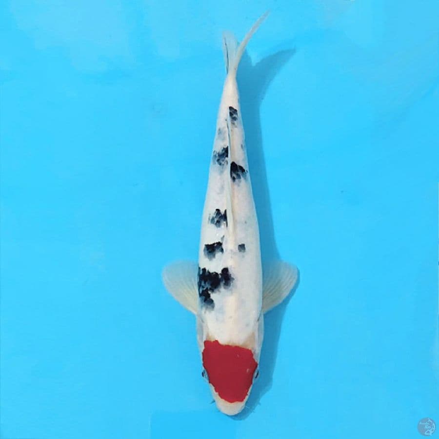TANCHO SANKE 25CM MALE