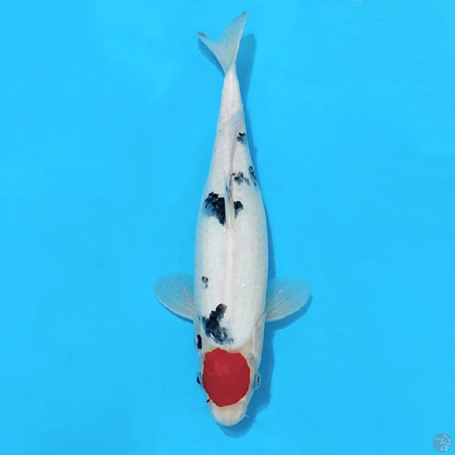 TANCHO SANKE 30CM FEMALE