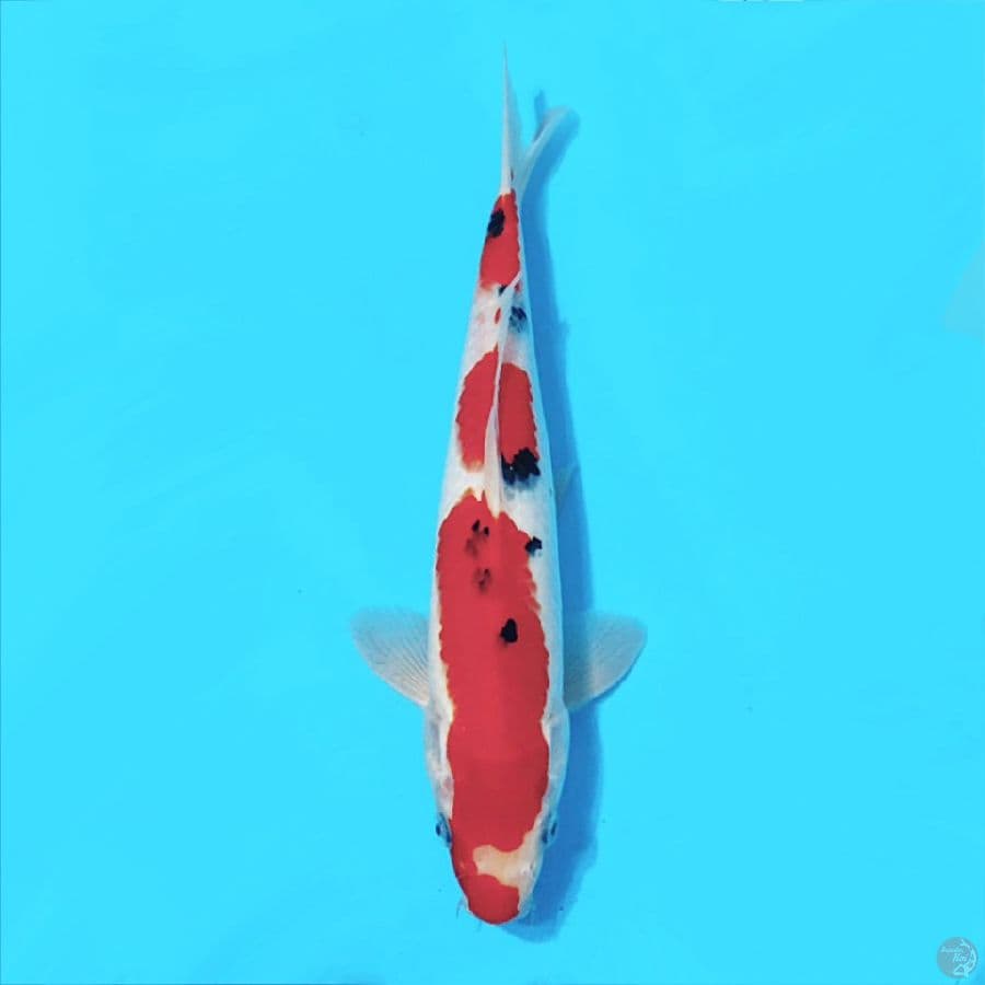 SANKE ORIGINAL POLA 29CM MALE