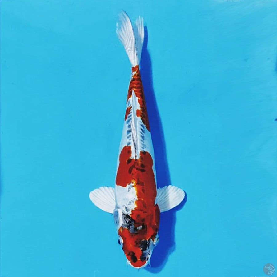 KIKOKURYU HIKARI TEBAL 26CM F