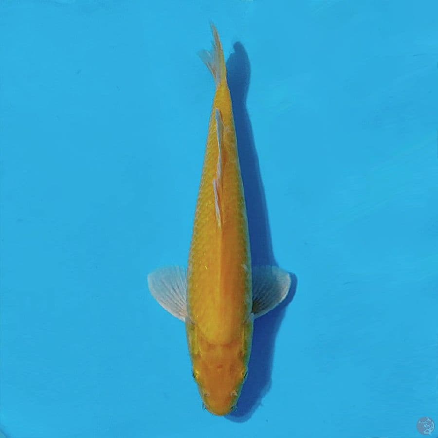 KARASI RED EYE 33CM M