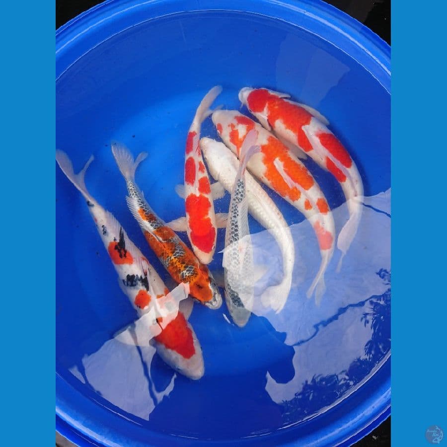 paket jumboan 42 43 45 47 53 55 57