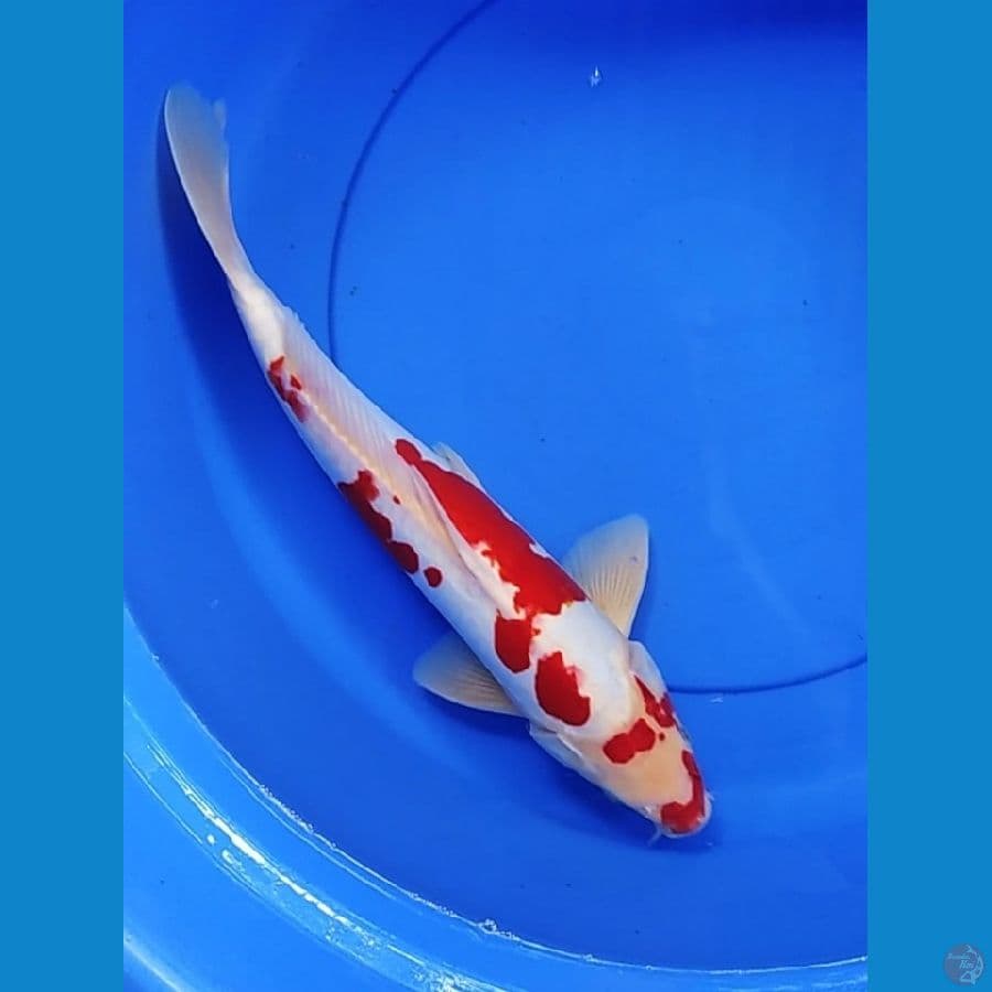 KOHAKU DOIT 40 CM JANTAN