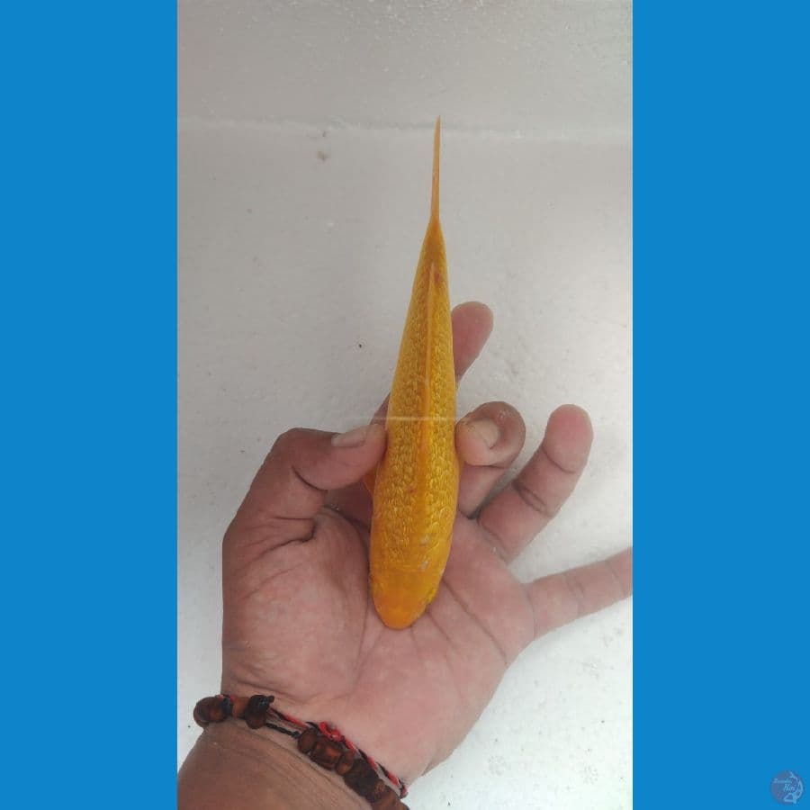 karasi ginrin padat