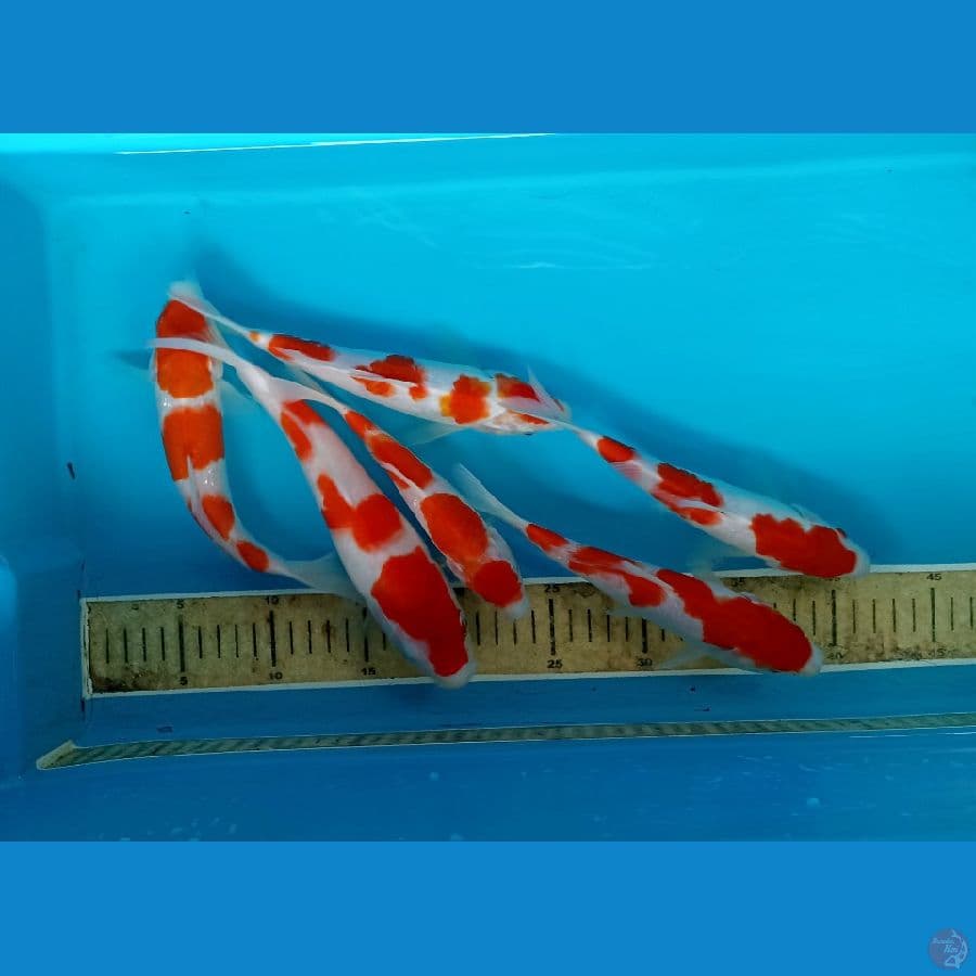 Paket 18/25cm