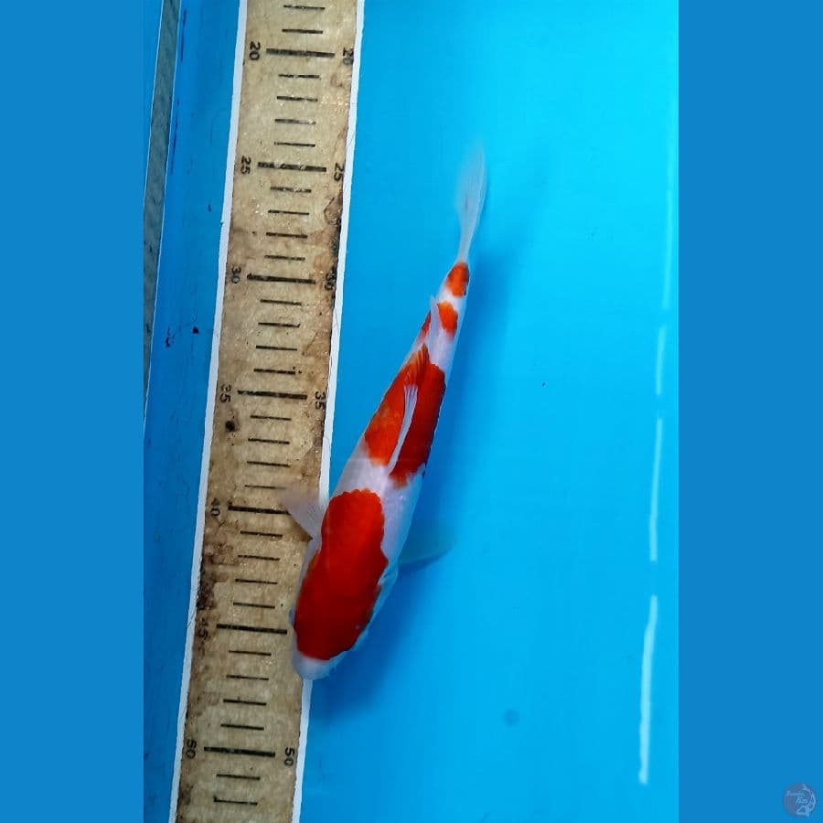 Kohaku 23cm