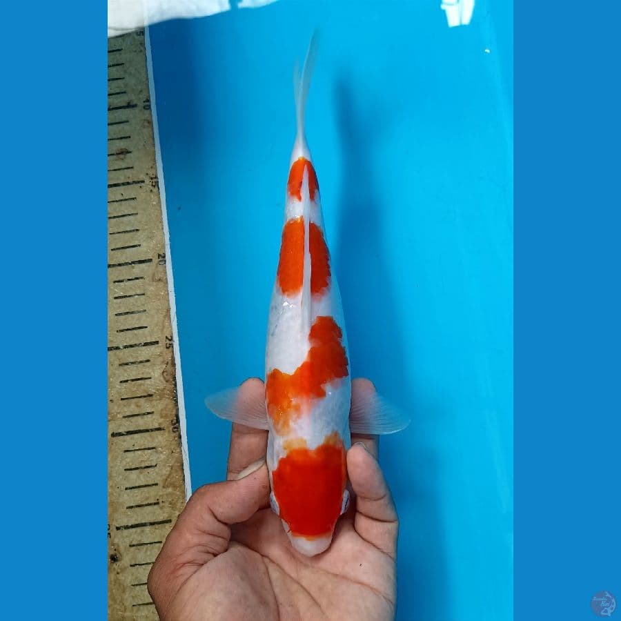 kohaku 26cm