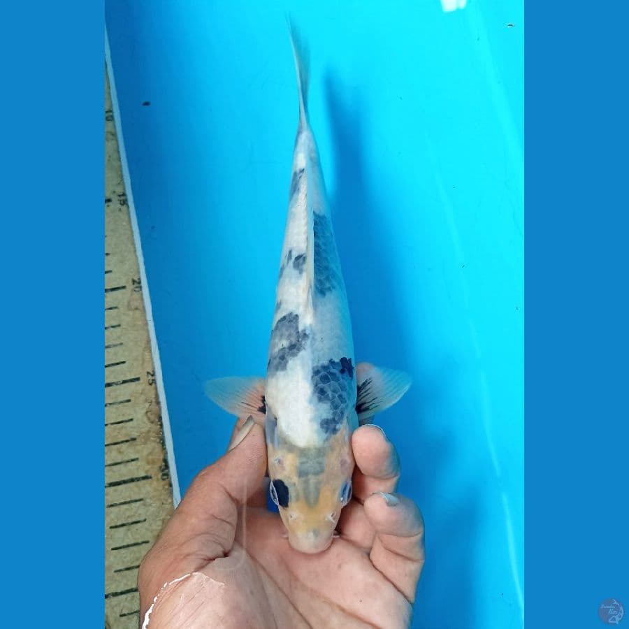 Shiro tategoi 24cm