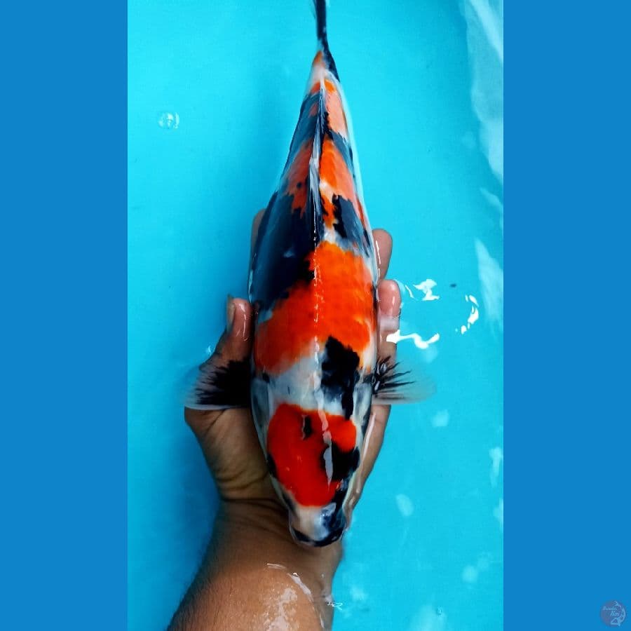 showa 33cm