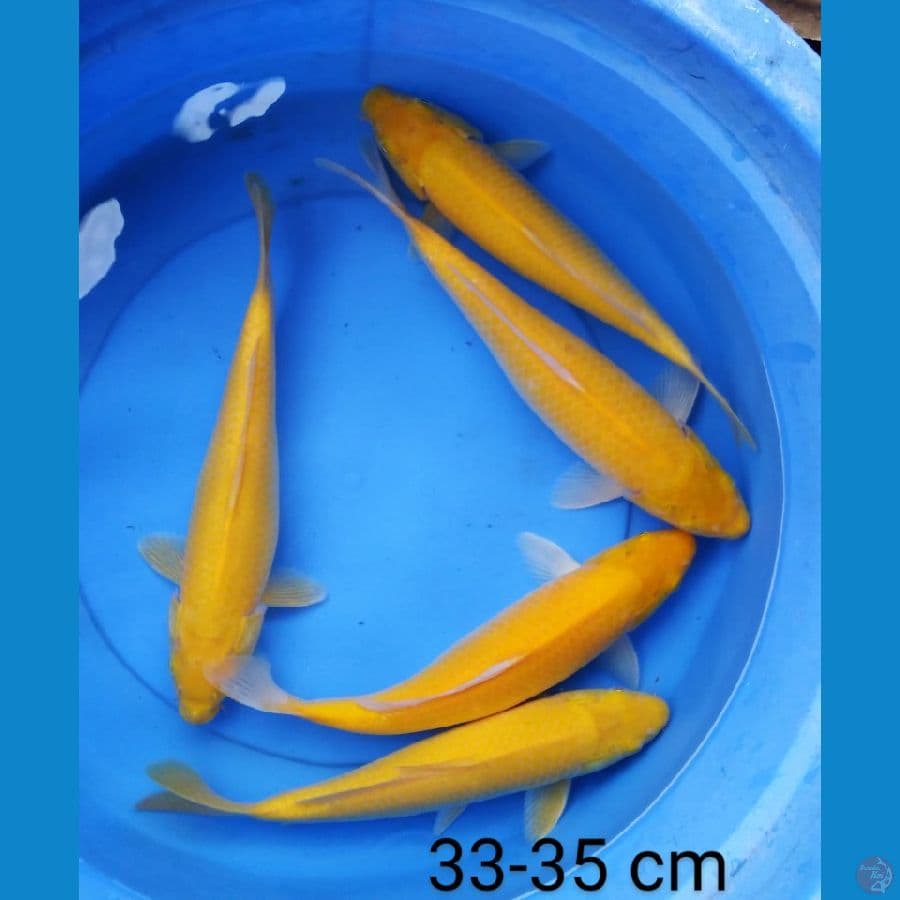 karashi punuk mata merah 33-35 cm
