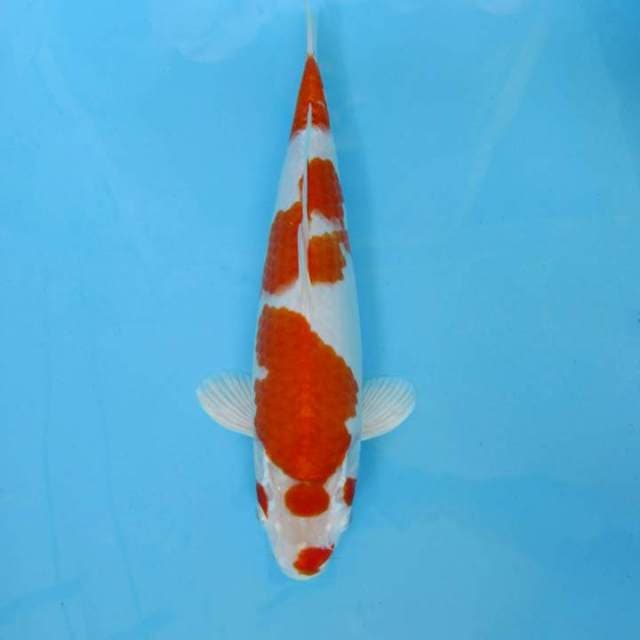 SAKHI 2 - KOHAKU KUCIBENI