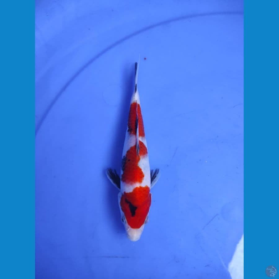 17cm